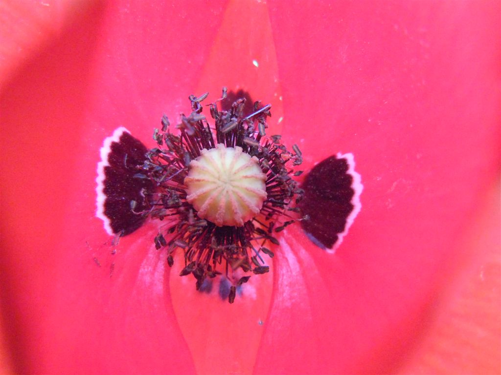 Papaver rhoeas / Papavero comune